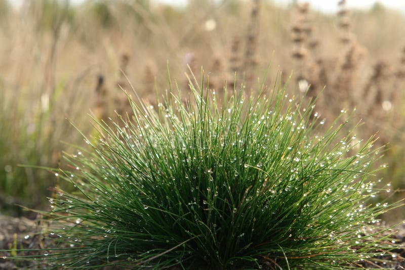 A dome-shaped, porcupine-like tuft of fine green grass Festuca ovina &x28;sheep`s or sheep fescue&x29; with shining water drops