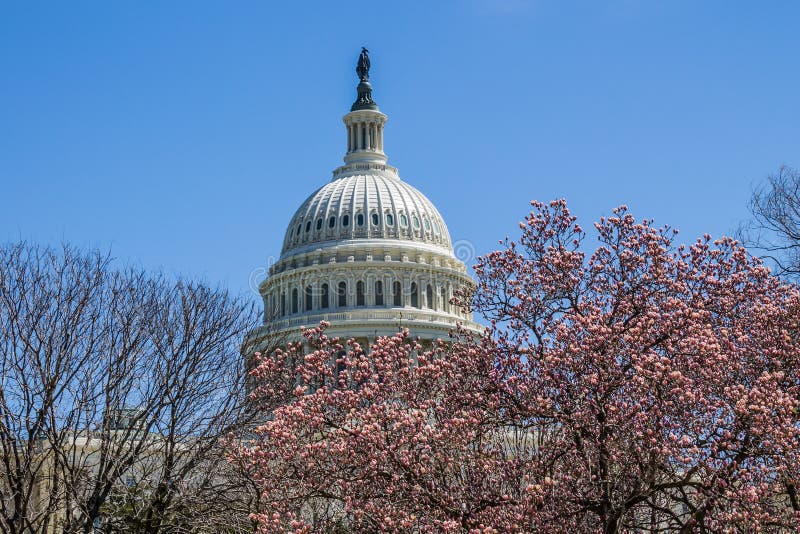 Dome of US Capitol Building in Washington, DC in Springtime Stock Image Image of building