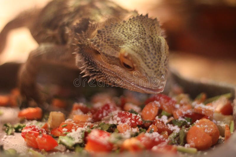 Dragon Eating Ice Cream Carved on the Facade of the Historical Salmanca