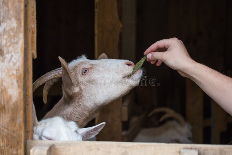 A Domestic Animal, a Goat in a Stable, a Man`s Hand Gives it To Stock Photo - Image of hair, ears: 101332580 A Domestic Animal, a Goat in a Stable, a Man`s Hand Gives it To Stock Photo - Image of hair, ears: 101332580