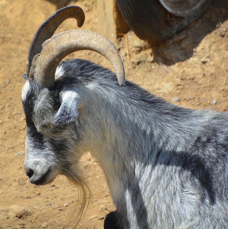 The domestic billy goat