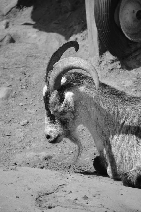 The domestic billy goat