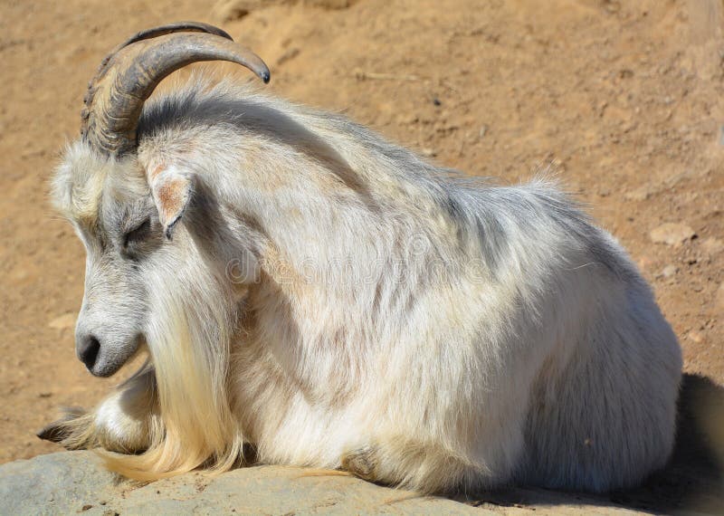 The domestic billy goat or simply goat Capra aegagrus hircus