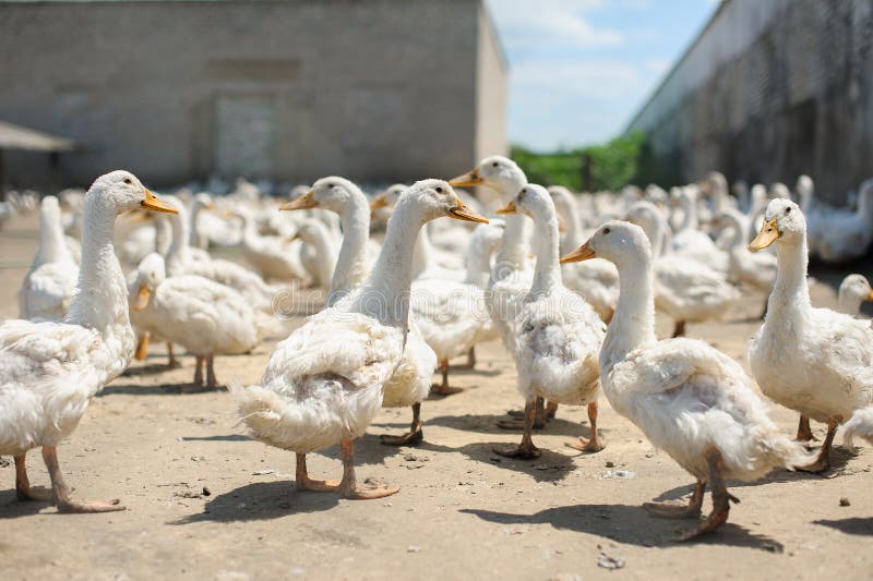 Domestic bird. Duck farm. stock images Domestic bird. Duck farm. stock images