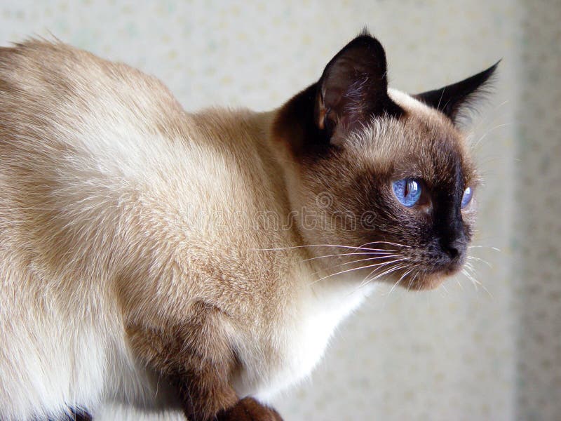 Thai Cat Cute cats, Pretty cats, Kittens cutest