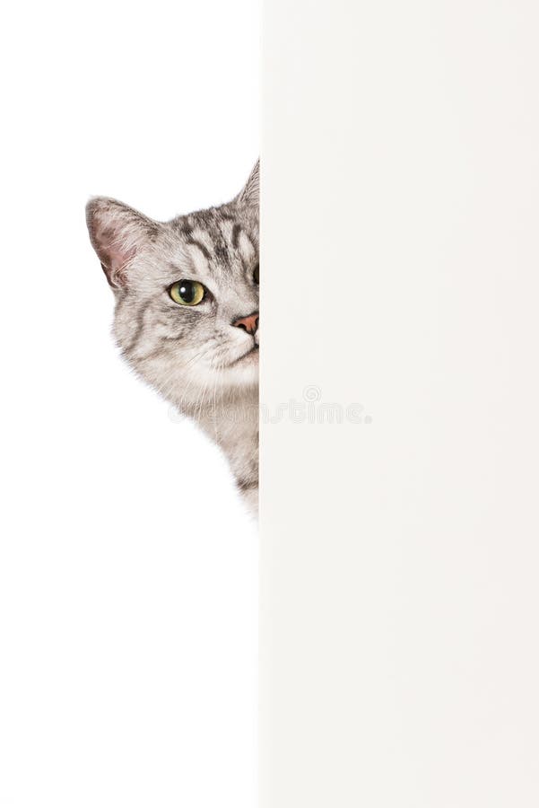 Wall Mural Verspielte Katze - PIXERS.US