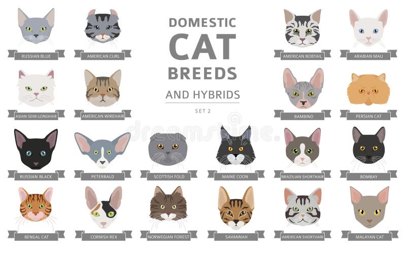 cat breeds starting with a