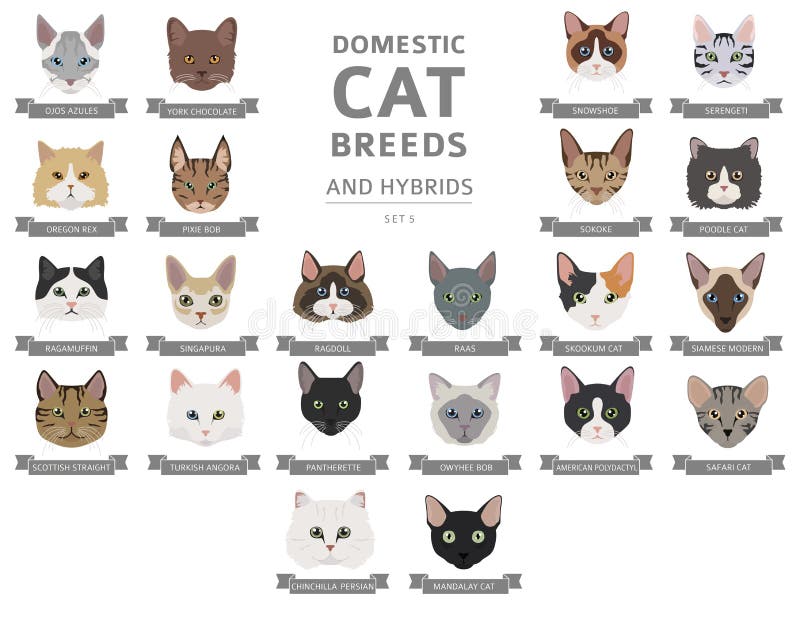 Free Vector  Domestic cat breeds flat icons collection