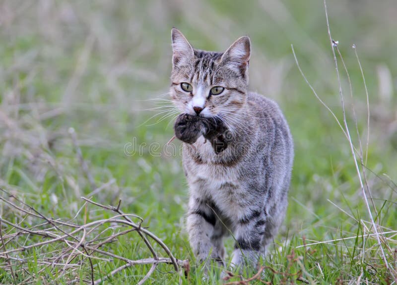 domestic-cat-caught-field-mouse-domestic