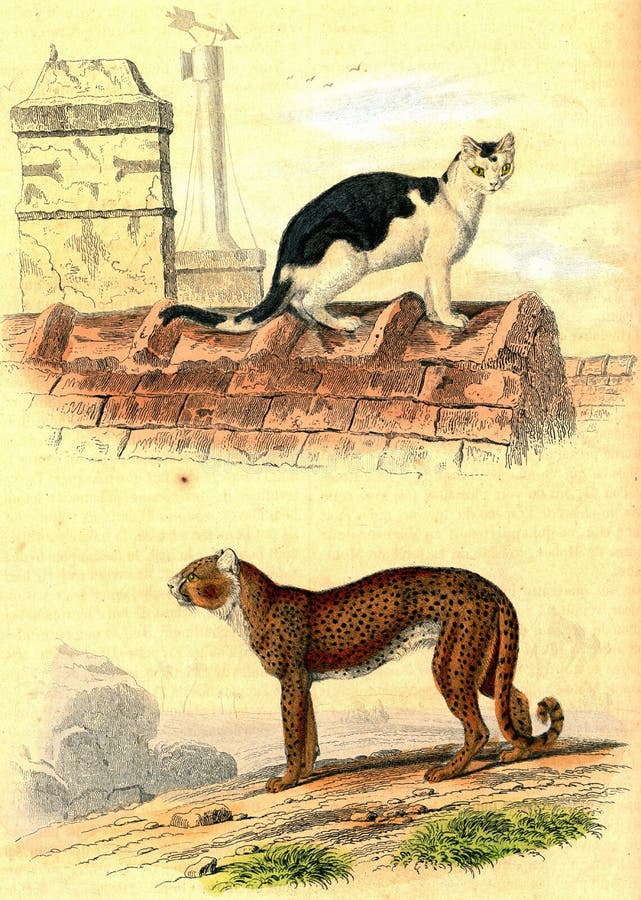 Domestic Cat, Cheetah, Vintage Engraving Stock Illustration