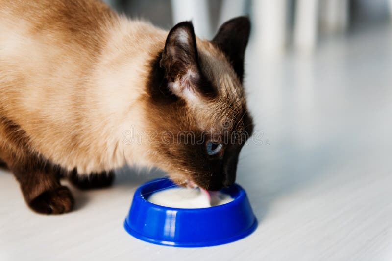 Domestic cat drinking milk stock photo. Image of drinking 32657910