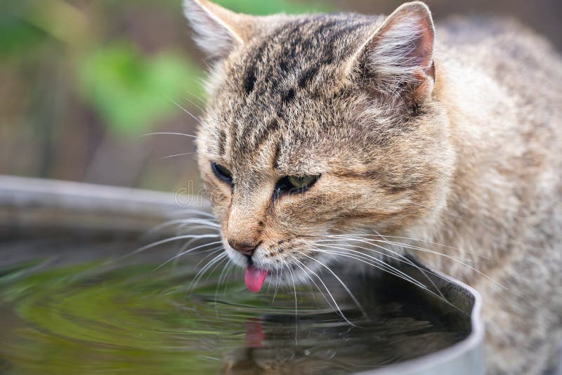 A domestic cat drinks water from a bowl in the garden stock photography