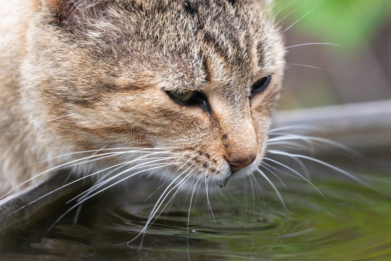 A domestic cat drinks water from a bowl in the garden stock image