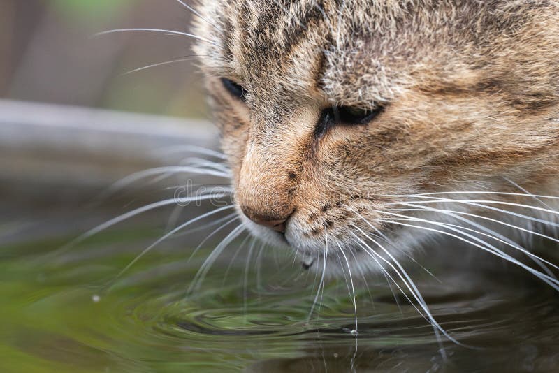 A domestic cat drinks water from a bowl in the garden royalty free stock images