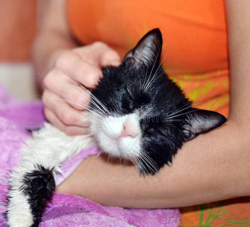 Domestic cat drying stock photo. Image of disgust, fluffy 48249282