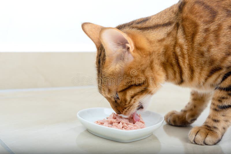 The Domestic Cat Eats Canned Tuna from a Bowl with Appetite Stock Image Image of floor, home