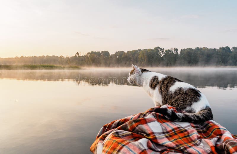 Domestic cat enjoys freedom outside the house on fishing with owners in the early morning in nature. The cat fishing on. The inflatable boat on the river. A royalty free stock photo Domestic cat enjoys freedom outside the house on fishing with owners in the early morning in nature. The cat fishing on. The inflatable boat on the river. A royalty free stock photo