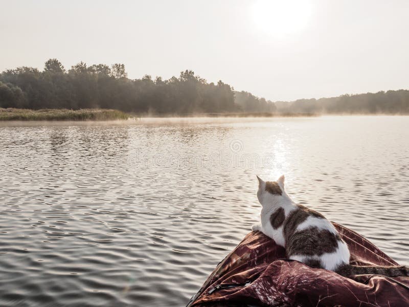 4+ Thousand Cat On Fishing Boat Royalty-Free Images, Stock Photos