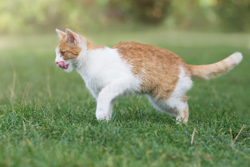 Domestic Cat Go Hunting on the Green Grass, White and Ginger Cat Stock Image Image of hair