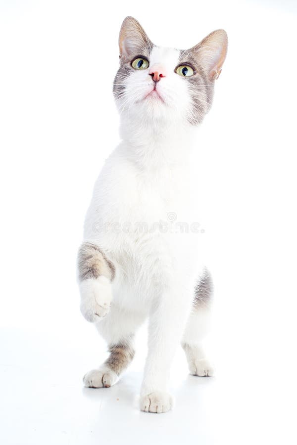 Domestic cat on isolated white background. Cat wanting food. Trained cat. Animal mammal pet. Beautiful grey white cat