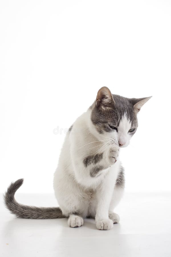 Domestic cat on isolated white background. Cat wanting food. Trained cat. Animal mammal pet. Beautiful grey white cat