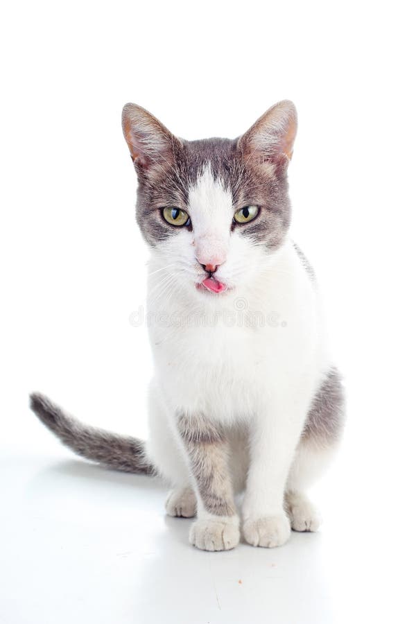 Domestic cat on isolated white background. Cat wanting food. Trained cat. Animal mammal pet. Beautiful grey white cat