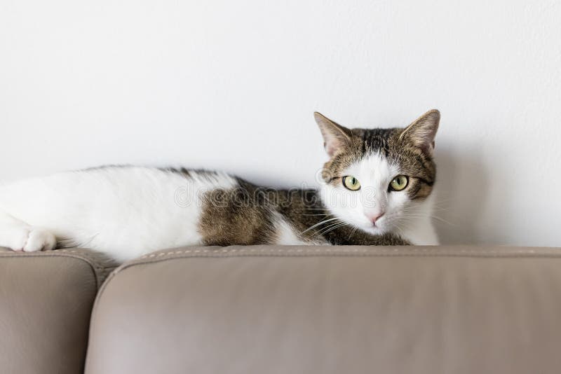 Domestic cat laying on leather couch, looking focused and grumpy, direct eye contact. Cats and scratching furniture concept. Selective focus, closeup, white wall copy space. Domestic cat laying on leather couch, looking focused and grumpy, direct eye contact. Cats and scratching furniture concept. Selective focus, closeup, white wall copy space