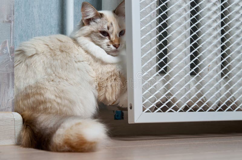A Domestic Cat Lies and Warms Itself Under a Heating Radiator Stock
