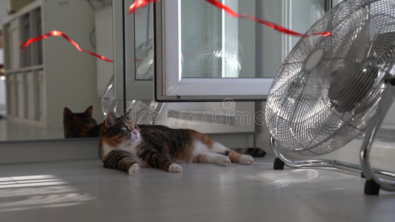 Domestic cat looks with curiosity at red ribbon tied to electric fan and developing in wind