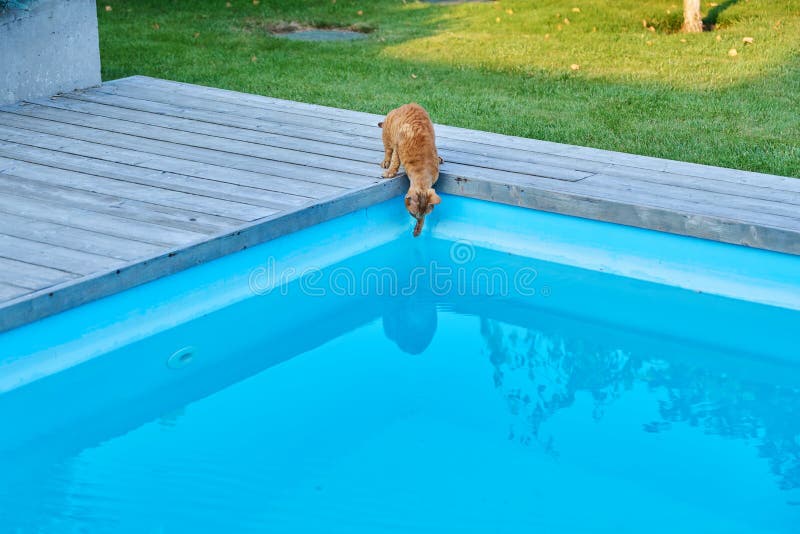 Domestic cat pet drinks water in outdoor pool in backyard stock images