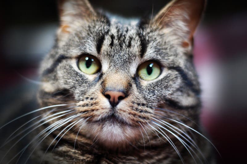 Domestic Cat stock photo. Image of house, african, domesticated 91603914