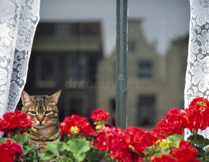 Domestic cat sitting behind a window, staring outs royalty free stock images Domestic cat sitting behind a window, staring outs royalty free stock images