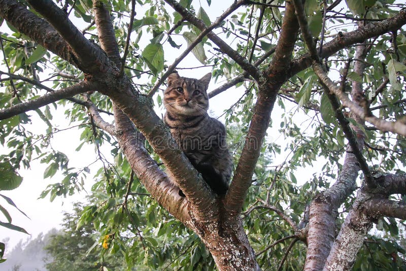 Domestic Cat Sitting On Tree Branch Stock Photo Image of kitty