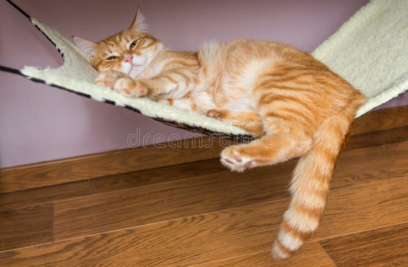 Domestic cat sleep in a fur hammock