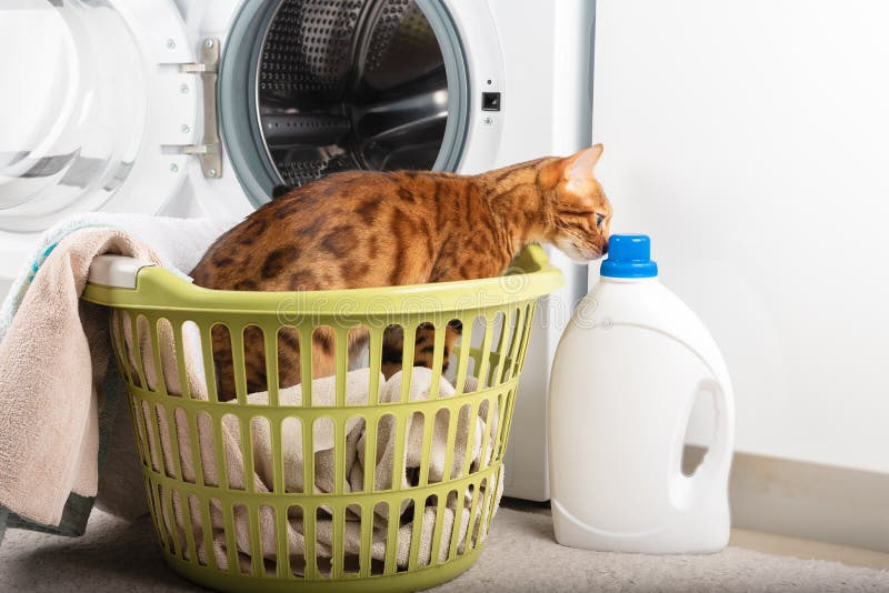 The Cat Sniffs the Laundry Detergent while Sitting in the Laundry