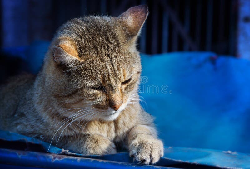 Domestic Cat Warm in the Sunlight Stock Image - Image of hangover ...