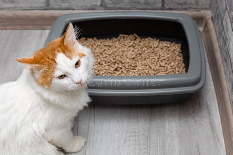 Domestic Cat Of White Color Near The Cat Tray Stock Photo Image Of domestic-cat-of-white-color-near-the-cat-tray-stock-photo-image-of