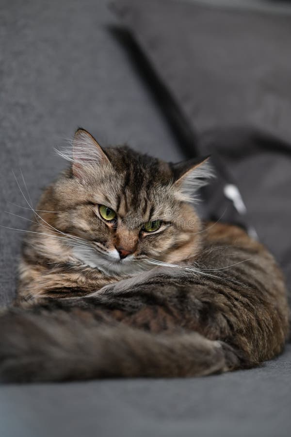 Domestic Cats Lying on Comfortable Sofa in Living Room. Stock Image