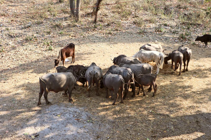 Domestic cattle stock photo