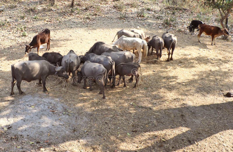 Domestic cattle royalty free stock image