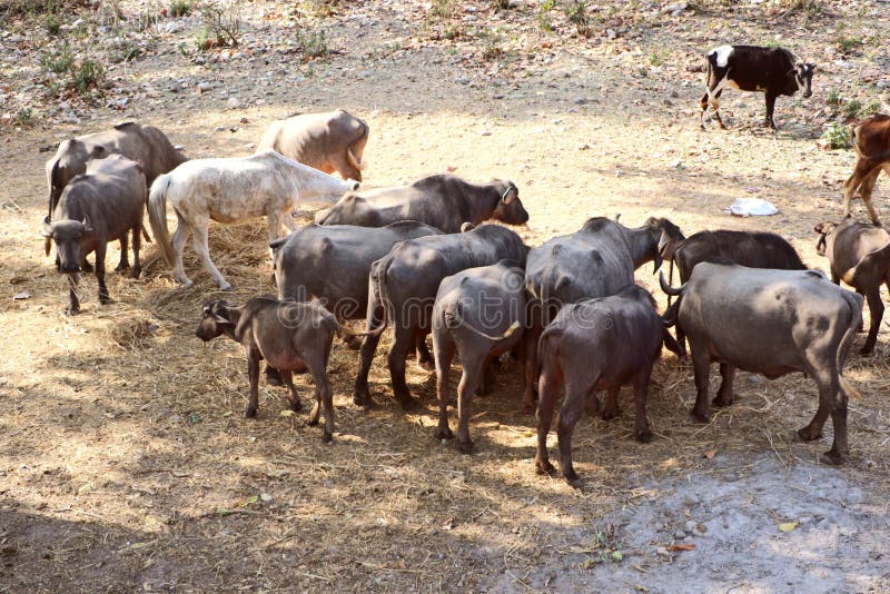Domestic cattle royalty free stock photography