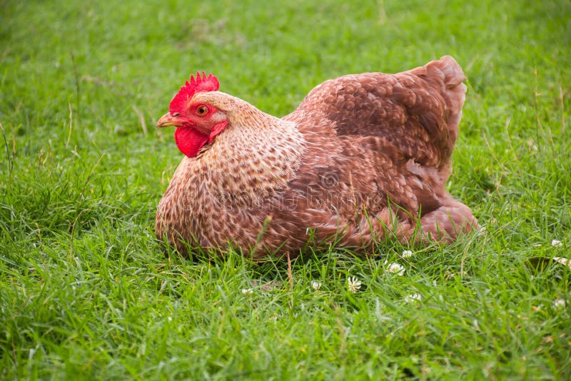 Chicken Sitting on the Grass Stock Image - Image of cute, birds: 37811063