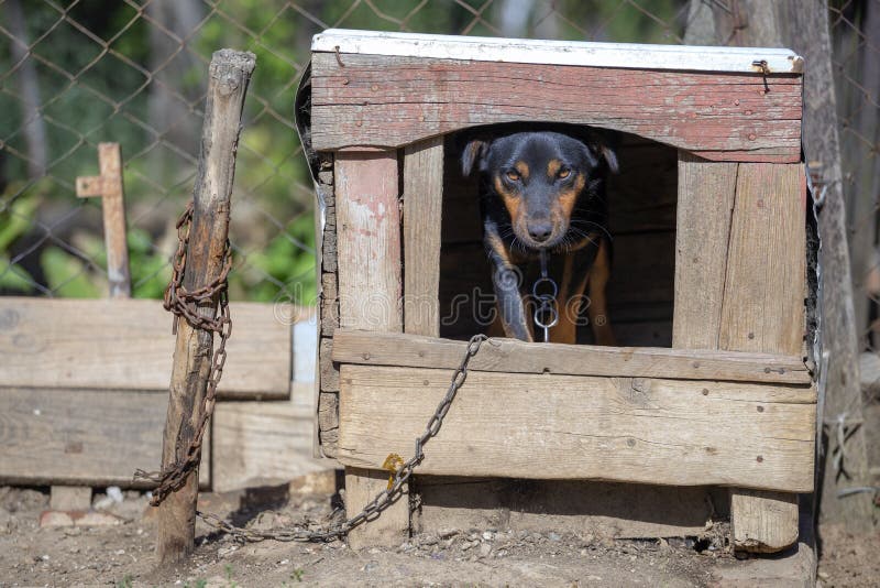 Domestic Dog on Chain Stands in the Dog House Stock Photo Image of