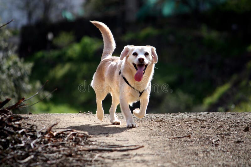 Domestic dog on the nature