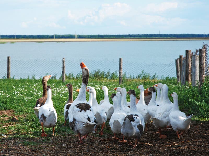 Domestic geese