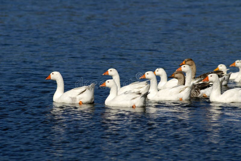 Domestic geese