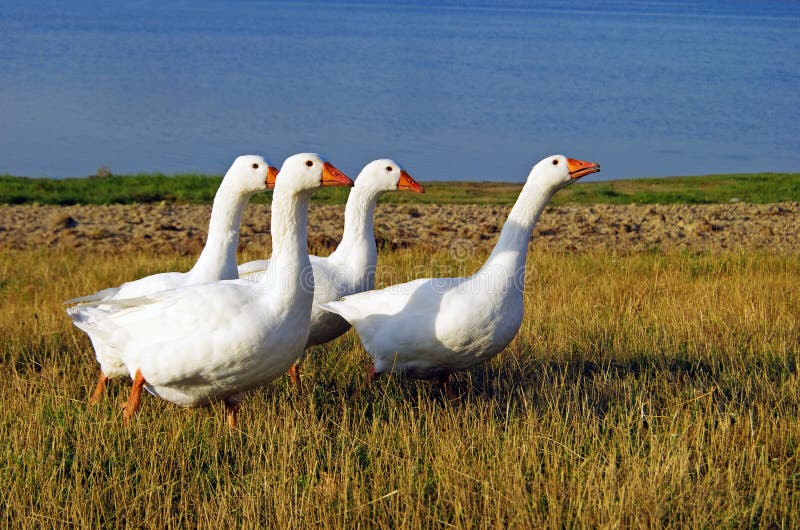 Domestic geese