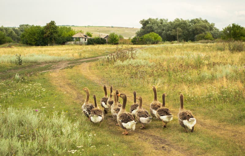 Domestic geese go to their goose farm