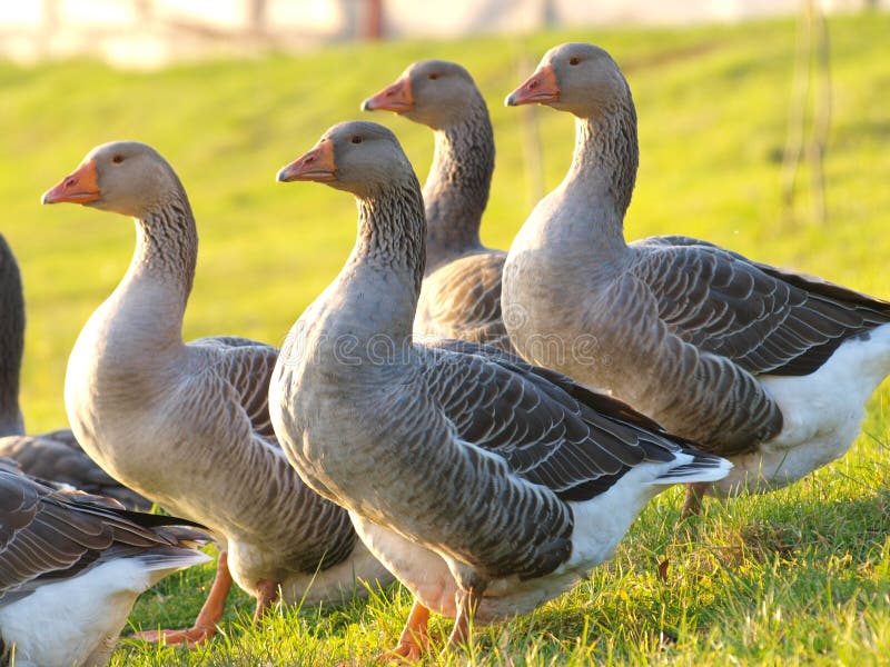 Domestic geese graze on goose farm stock image