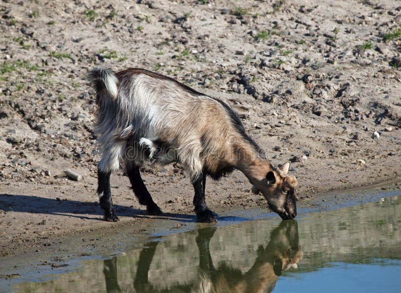Domestic goat drinks water. 